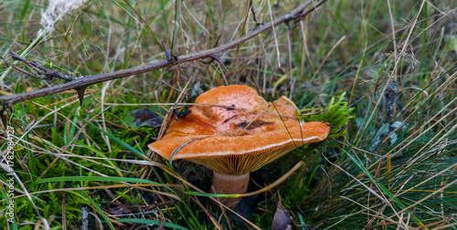 Photos An appetizing mushroom in the forest in the foliage after rain