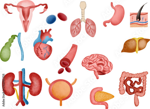 Watercolor human internal organs set with anatomical illustrations. A complete set of watercolor illustrations of human internal organs including heart, brain, lungs, kidneys, liver, intestines.
