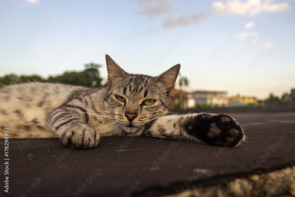 Naklejka premium Cute cat lying on the roof in the evening. 