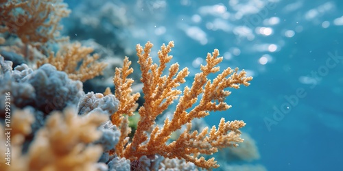Fototapeta Naklejka Na Ścianę i Meble -  Coral reef with a large piece of coral