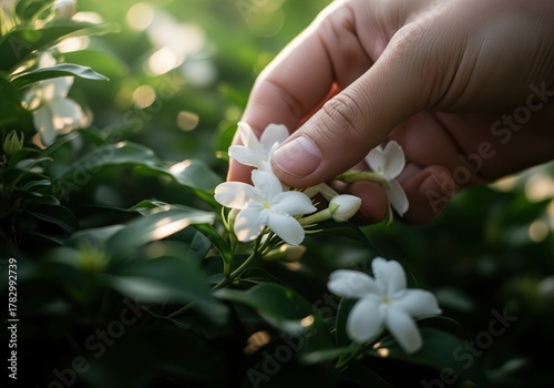 Close up of a hand gently touching white jasmine flowers on a green bush in soft sunlight
