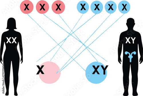 Sex chromosome inheritance cartoon illustration, XX and XY genetic diagram vector, male and female contribution icon pack, biology education design