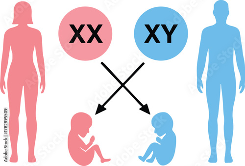 Human sex determination cartoon illustration, XX and XY chromosome vector, male and female genetic icon pack, biology education design graphic
