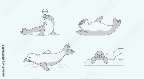 Seals in various poses with transparent background