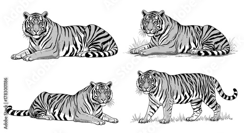 Tiger poses in black and white, four different views