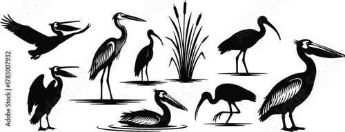 Wading bird silhouette set, heron, pelican, ibis poses, marsh grass, black and white, wetland wildlife, vector nature illustration pack