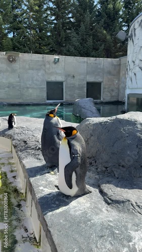 a group of king penguins standing on the rock at the zoo. some penguins are standing still, some are preening and others are looking up. group of cute king penguins at Asahikawa Zoo, Hokkaido, Japan