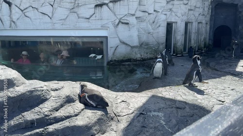 Sapporo, Japan on 24 September 2025: many people are watching a colony of cute penguins at Asahikawa Zoo from the window glass. group of humboldt penguins are sunbathing and preening outdoors
