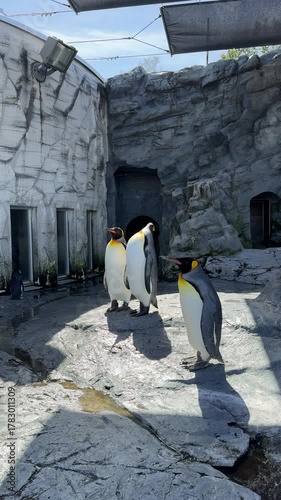 a group of king penguins standing on the rock at the zoo. some penguins are standing still, some are preening and others are looking up. group of cute king penguins at Asahikawa Zoo, Hokkaido, Japan