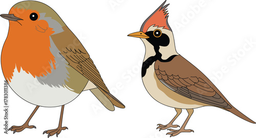 Stylized birds, cartoon illustration, orange chest bird, crested bird, nature art, wildlife design, feather details, perched pose, colorful plumag