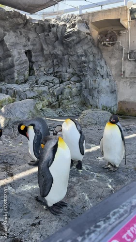 a group of king penguins standing on the rock at the zoo. some penguins are standing still, some are preening and others are looking up. group of cute king penguins at Asahikawa Zoo, Hokkaido, Japan