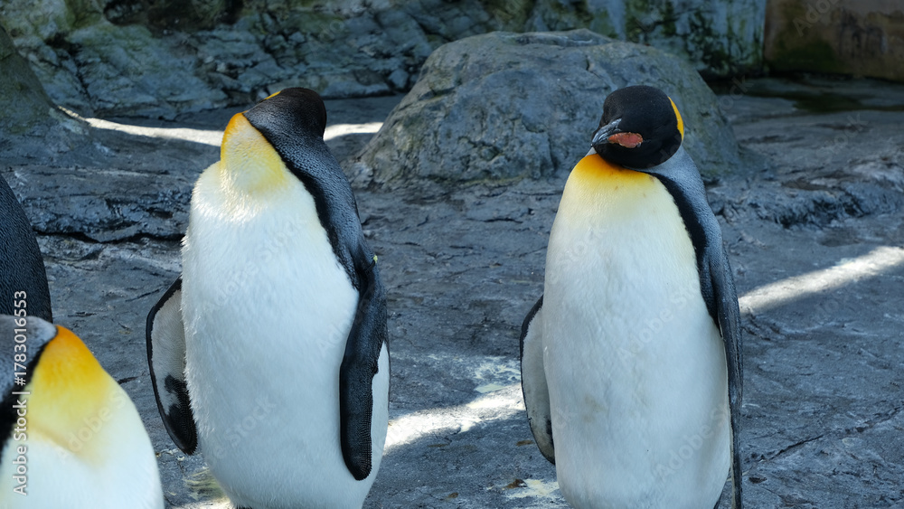 Obraz premium a group of king penguins or aptenodytes patagonicus are the second largest species of penguin at the zoo. preening king penguin, king penguins preening themselves at Asahikawa Zoo, Hokkaido, Japan