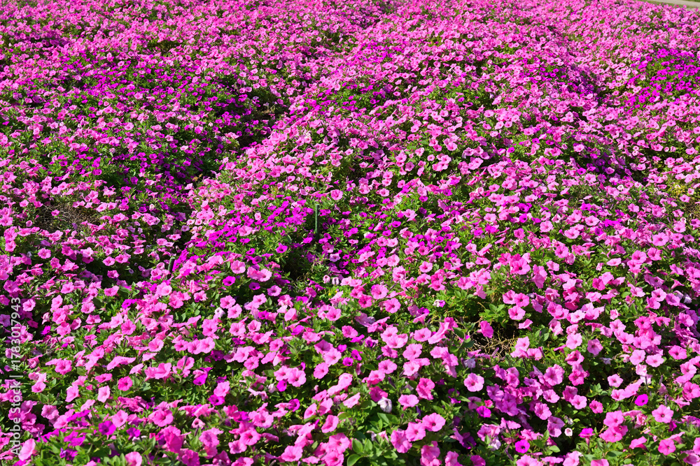 Obraz premium ペチュニア