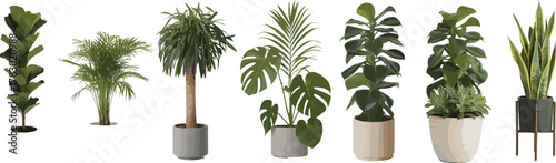 Vector illustration of indoor houseplants in pots, tropical and decorative foliage, modern greenery for home interior, botanical design elements