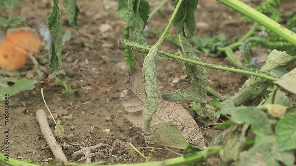 custom made wallpaper toronto digitalButterflies are flying on the grass in search of minerals for food in the evening.