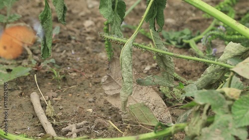 Wallpaper Mural Butterflies are flying on the grass in search of minerals for food in the evening. Torontodigital.ca