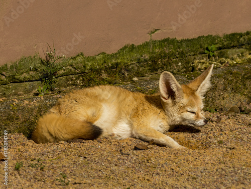 Fennec