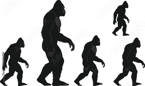 Gorilla silhouette comparison, evolution stages, muscular ape figure, black vector design, size progression, wild animal pose, primal illustration