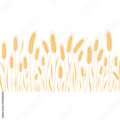 wheat ears isolated on white