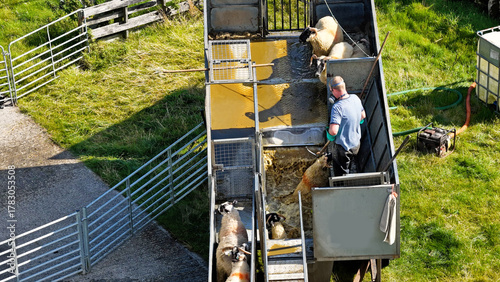 Konstfotografi Drone view of sheep dipping using a mobile dipper on trailer