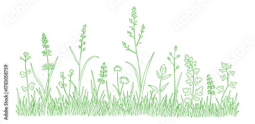 drawing of meadow grass plants in a minimalistic linear style, set on a white background. This illustration features contour graphics of seasonal herbs for the spring and summer months.