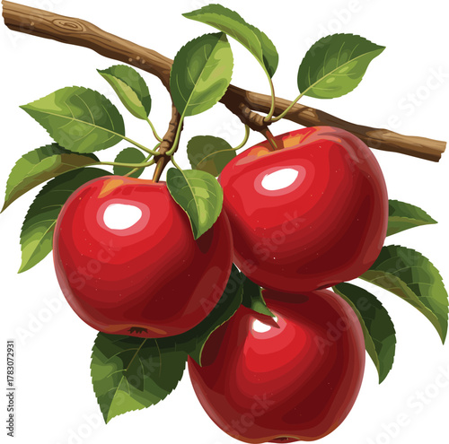 Realistic Red Apples on Branch Vector Illustration - Fresh Organic Fruit Harvest Graphic