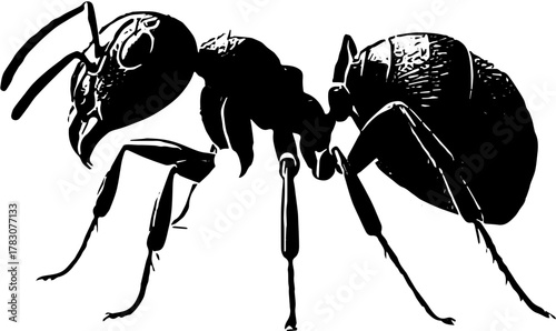 silhouette of ant svg