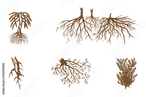 Detailed scientific illustration of a plant s intricate underground root system showcasing branching structures and growth patterns for educational or botanical purposes