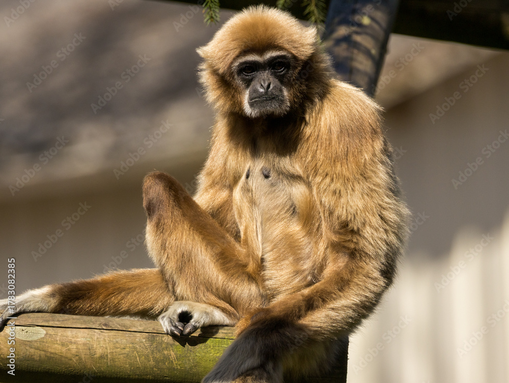 Fototapeta premium Gibbon à favoris roux