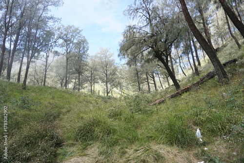 Ethereal nature landscape. Tall trees disappearing into the dense morning mist.