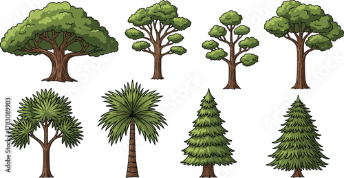 Cartoon tree collection, broadleaf, palm, conifer, foliage diversity, trunk shapes, botanical icons, environmental education, flat vector illustration, isolated nature set