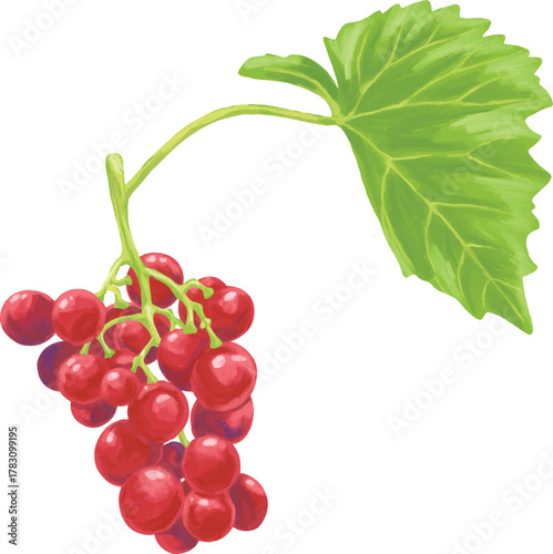Red Grape Digital Painting | Realistic Hand-Drawn Bunch of Grapes with Soft Shadows