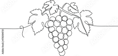 Grapes fruit bunch hanging on vine with curling tendril, stylized line drawing, minimalist botanical illustration, vineyard harvest concept, vector art