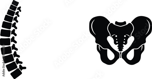 Human spine silhouette, pelvis bone vector, anatomical skeleton illustration, orthopedic structure, medical anatomy graphic, healthcare education, posture and movement study