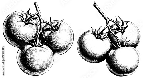 Two clusters of ripe tomatoes on the vine, rendered in a vintagestyle etching