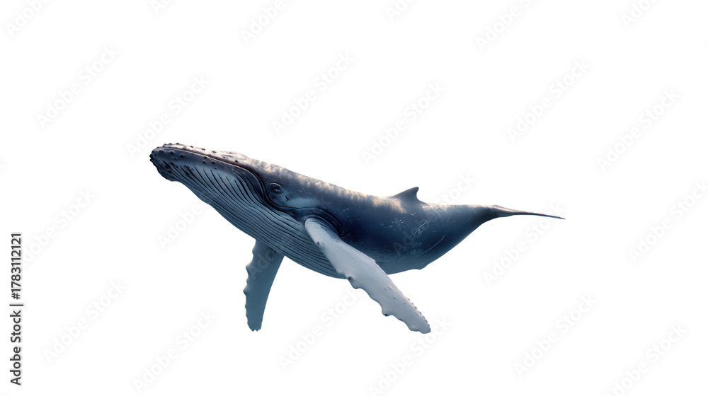 Fototapeta premium Majestic Humpback Whale: A solitary humpback whale gracefully glides through the clear, azure waters, its immense form showcasing the raw beauty of marine life.