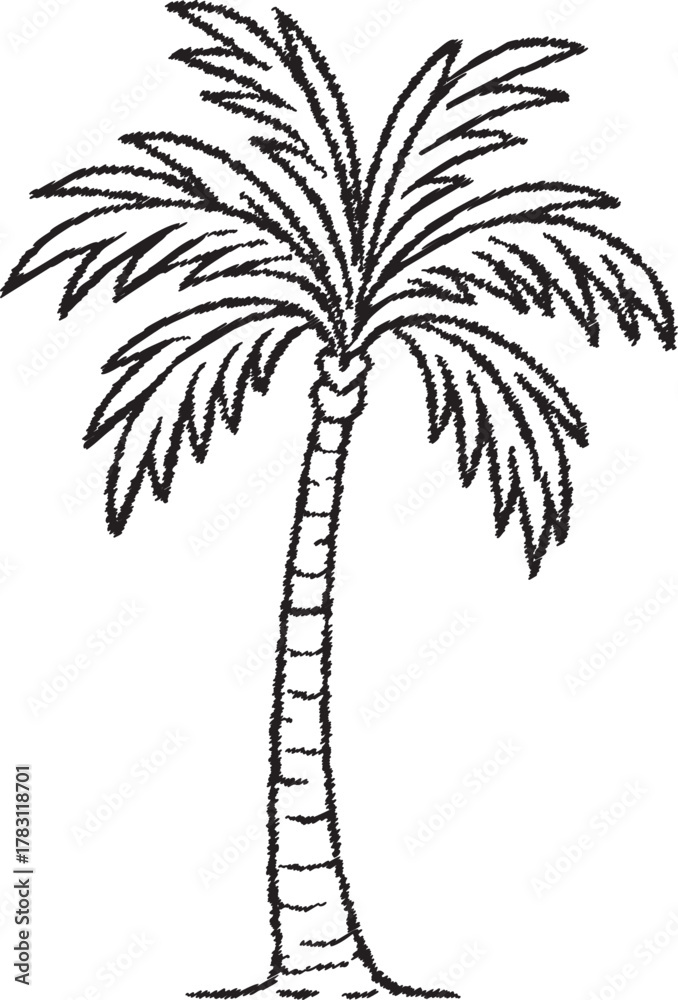 Obraz premium Tropical palm tree with arching fronds