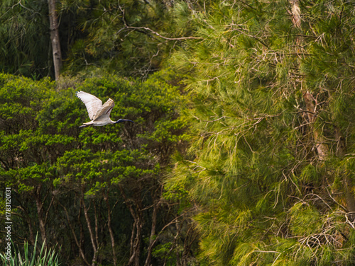 Ibis Wings Up Heading Into Light