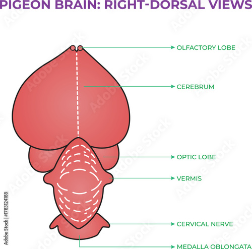 Pigeon Brain Right Dorsal View Anatomy Illustration