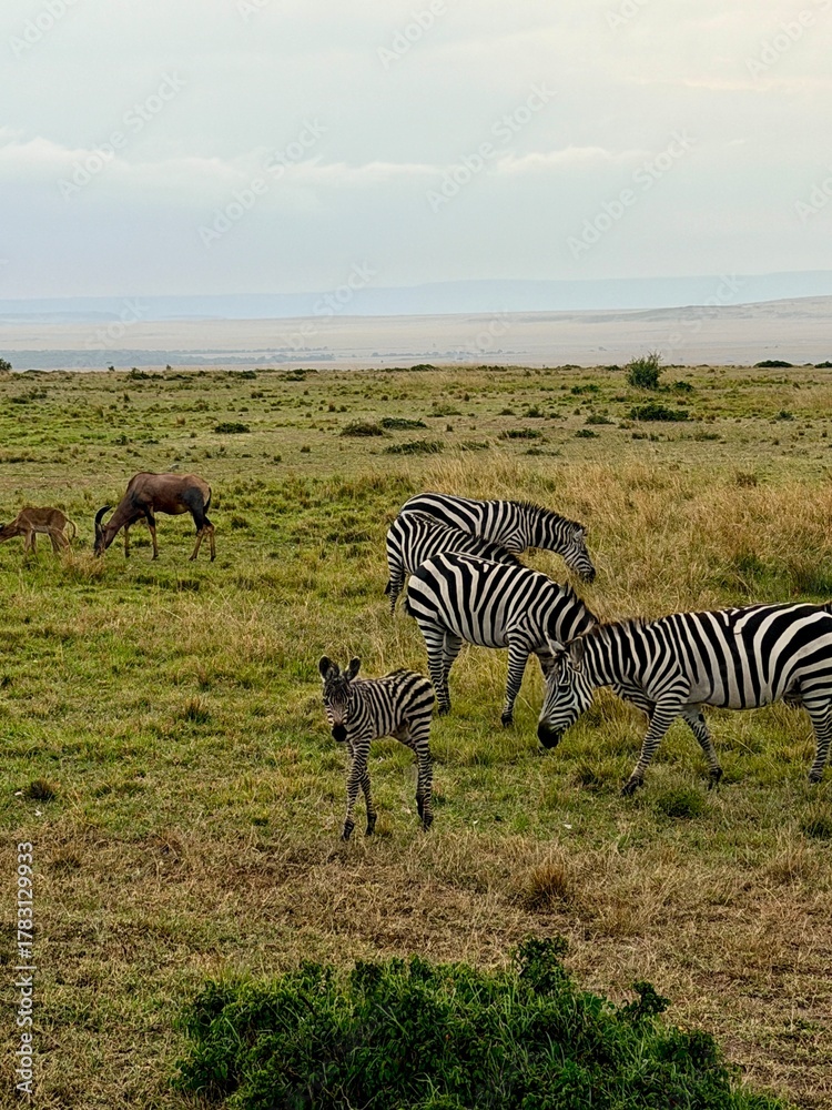 Fototapeta premium zebras and zebra