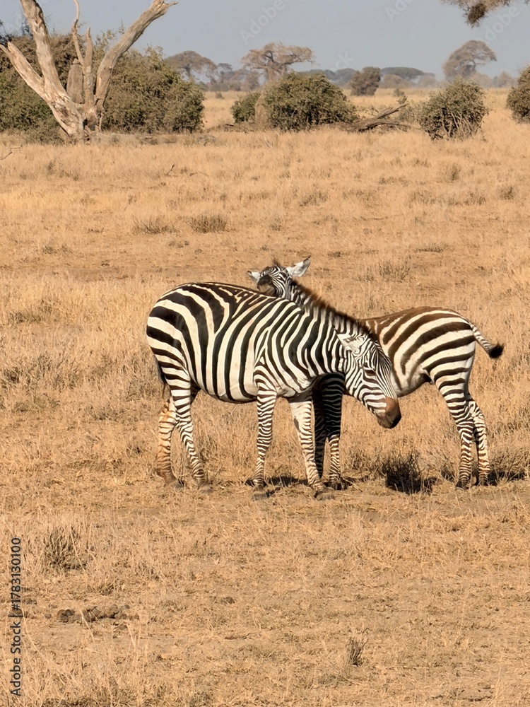 Obraz premium zebra in the savannah