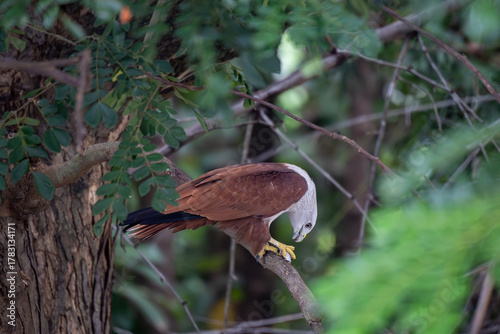 Brahminy kite feeding on fish kill