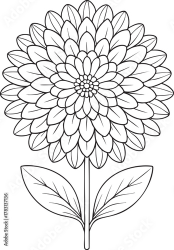 Detailed aster flower line art illustration for coloring book and floral art design