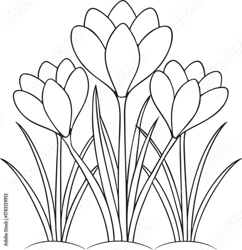 Crocus flower line art drawing for coloring book and decorative floral design