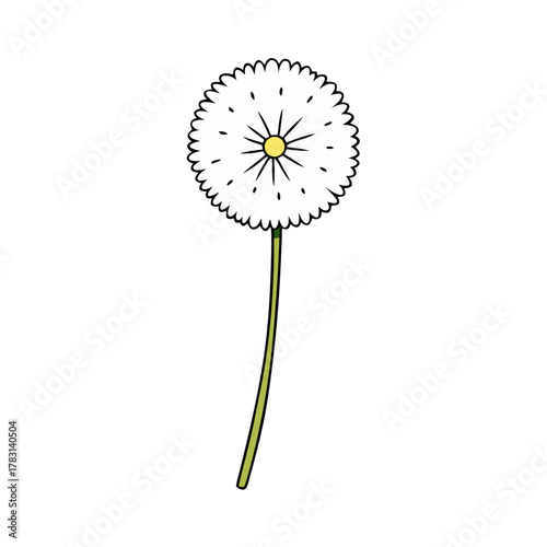 dandelion clock on white background