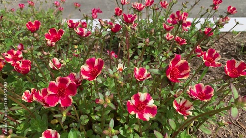 Burst of Crimson: A vibrant array of blooming flowers in shades of radiant crimson and pristine white, showcasing their exquisite petals and adding a touch of natural elegance.