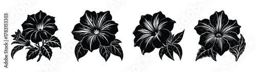 Download black and white morning glory flower vector illustration floral design element graphic art drawing