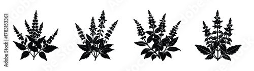 Vector botanical illustration salvia flower, sage plant, floral design element, black silhouette, art