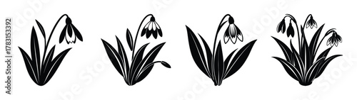 Snowdrop flower vector illustration black and white floral design spring flower botanical art nature drawing