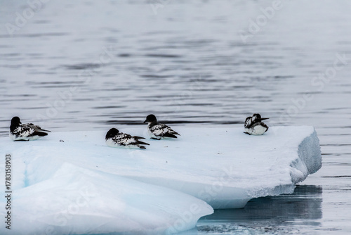 Close-up of a group of Cape Petrels - Daption capense- resting on an iceberg near Danco Island, on the Antarctic Peninsula
